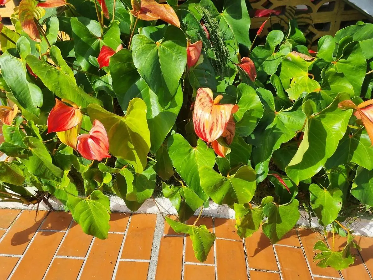 Apartmán Accueil Creole Sainte-Rose