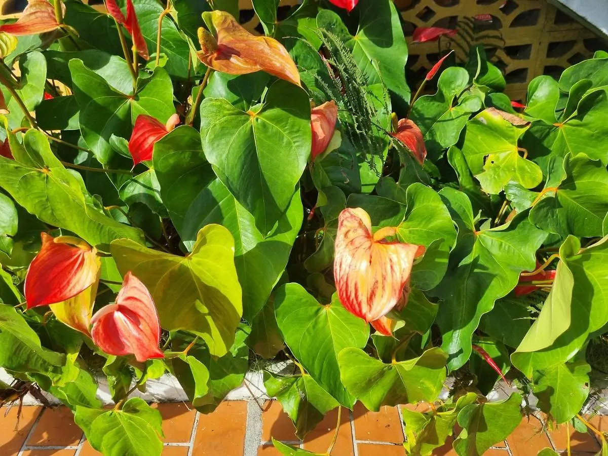 Apartmán Accueil Creole Sainte-Rose Guadeloupe