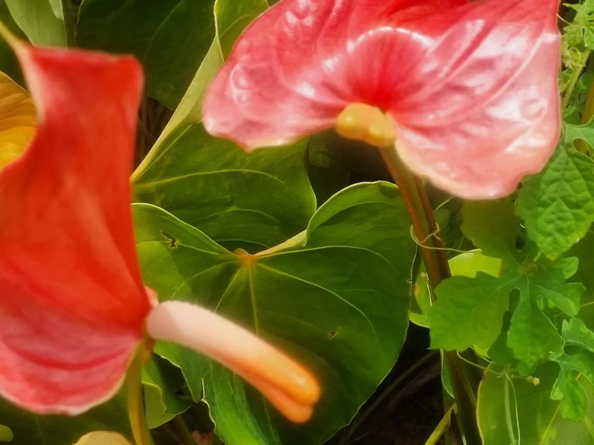 Apartmán Accueil Creole Sainte-Rose 0*,  Guadeloupe